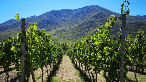 Orvas Travel Group Vineyard