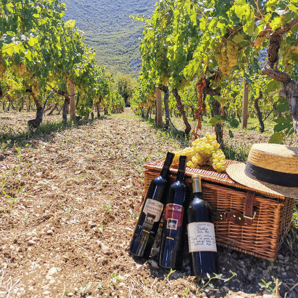 Orvas Travel Group Wine