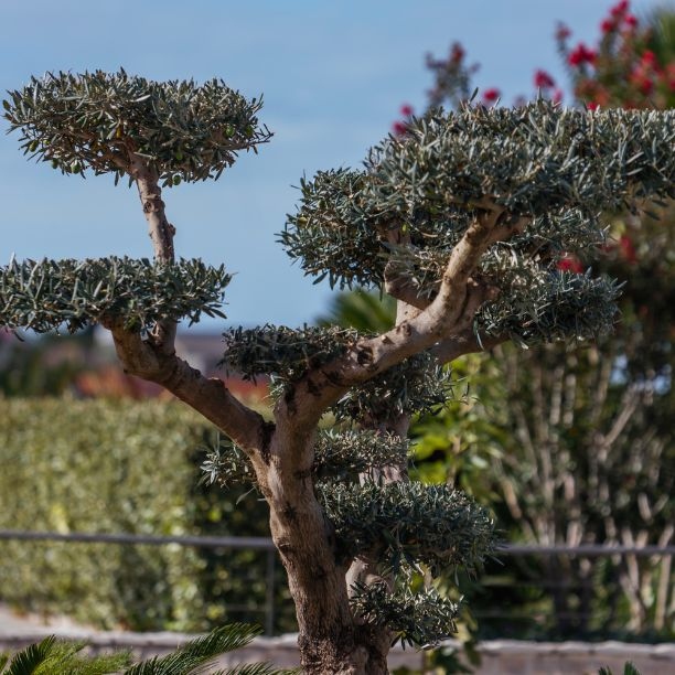 Olive Island Marina Nature